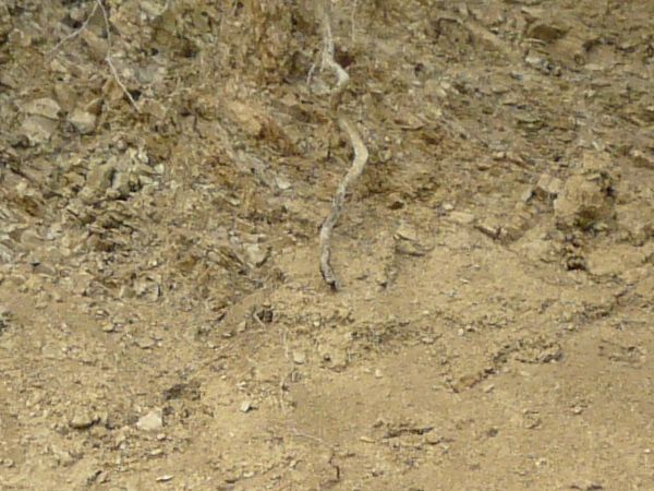 Dirt texture with tangled white roots, severed branches and green foliage